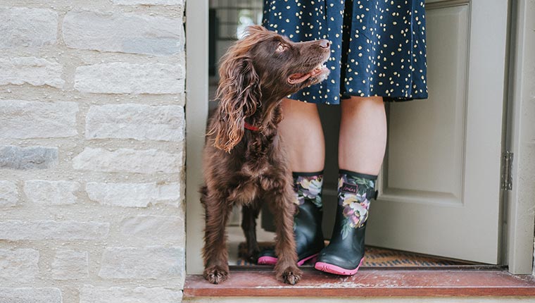 Steph and the Spaniels 2