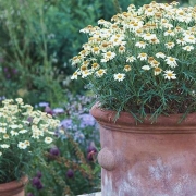 Daisy pots