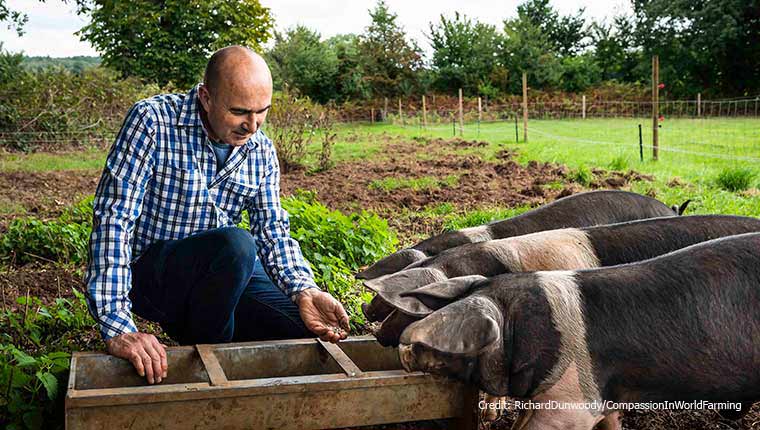 Philip Lymbery and pigs